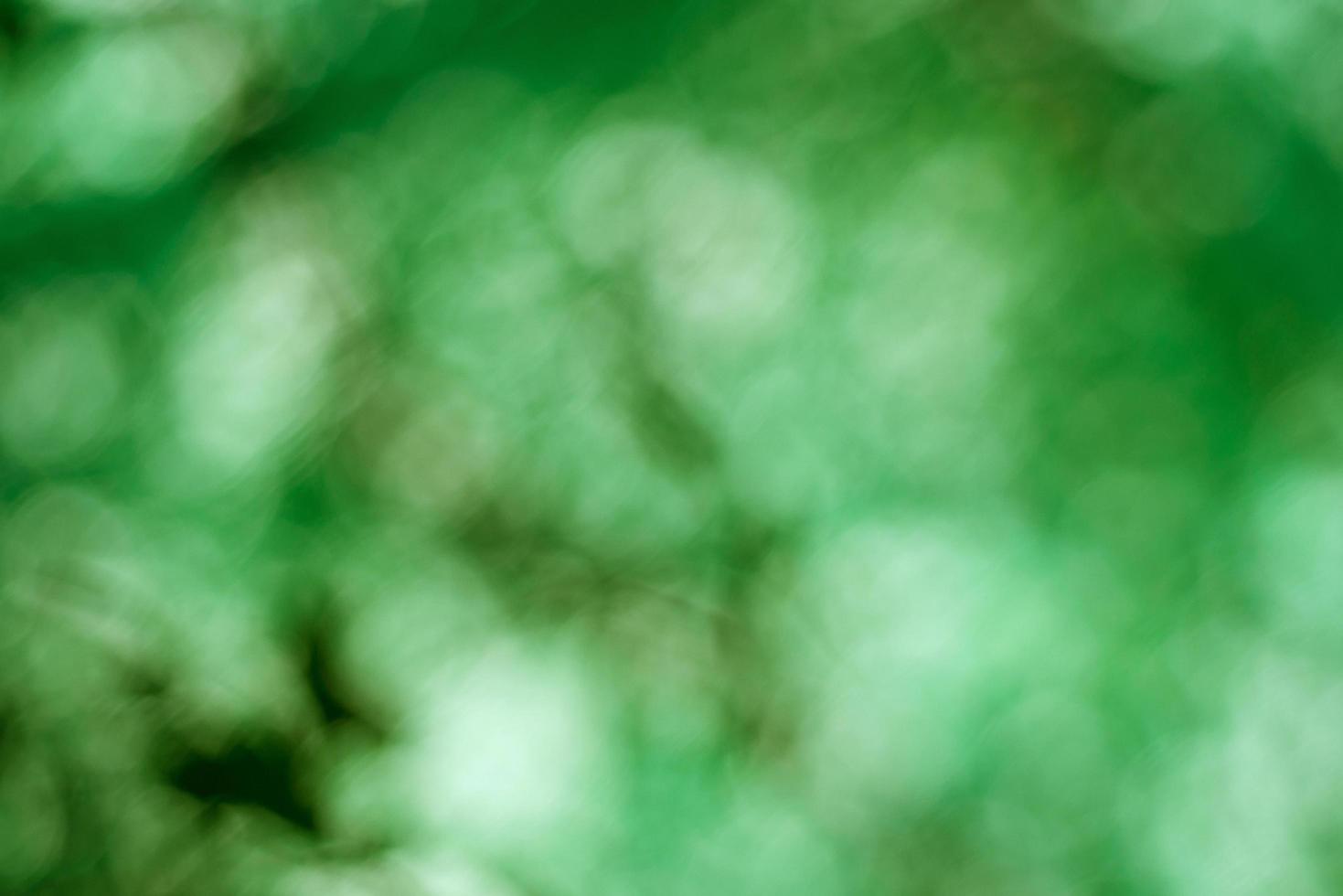 Abstract blur with bokhe of light through the green trees photo