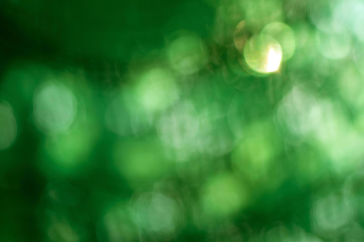Abstract blur with bokhe of light through the green trees photo