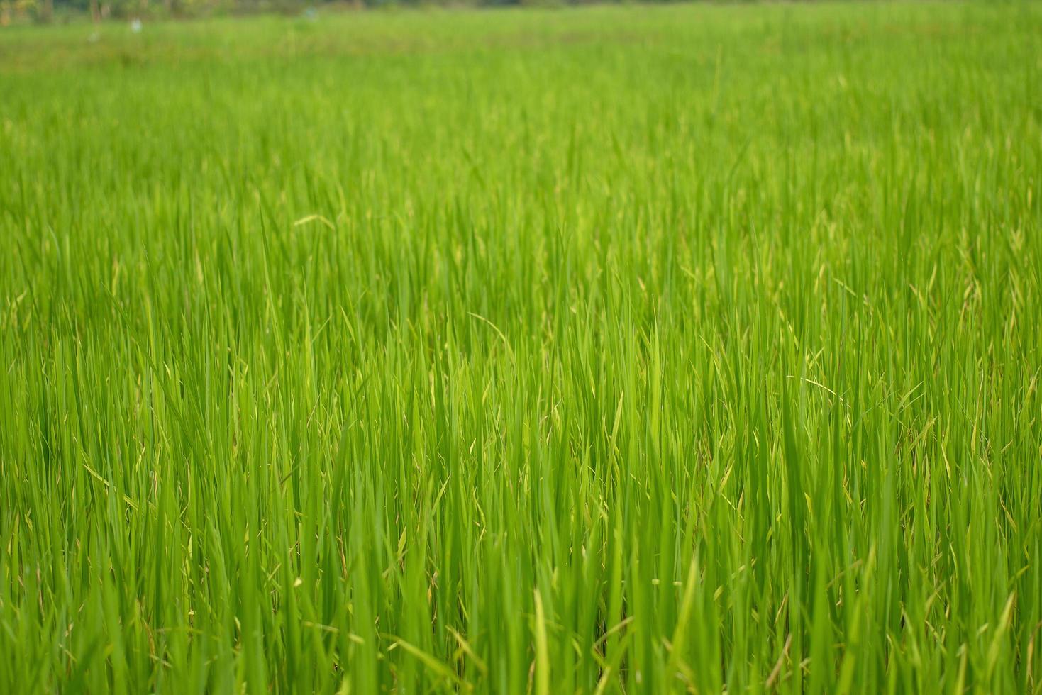 Hermosa vista abstracta de las plantas de arroz jóvenes, vista de los arrozales foto