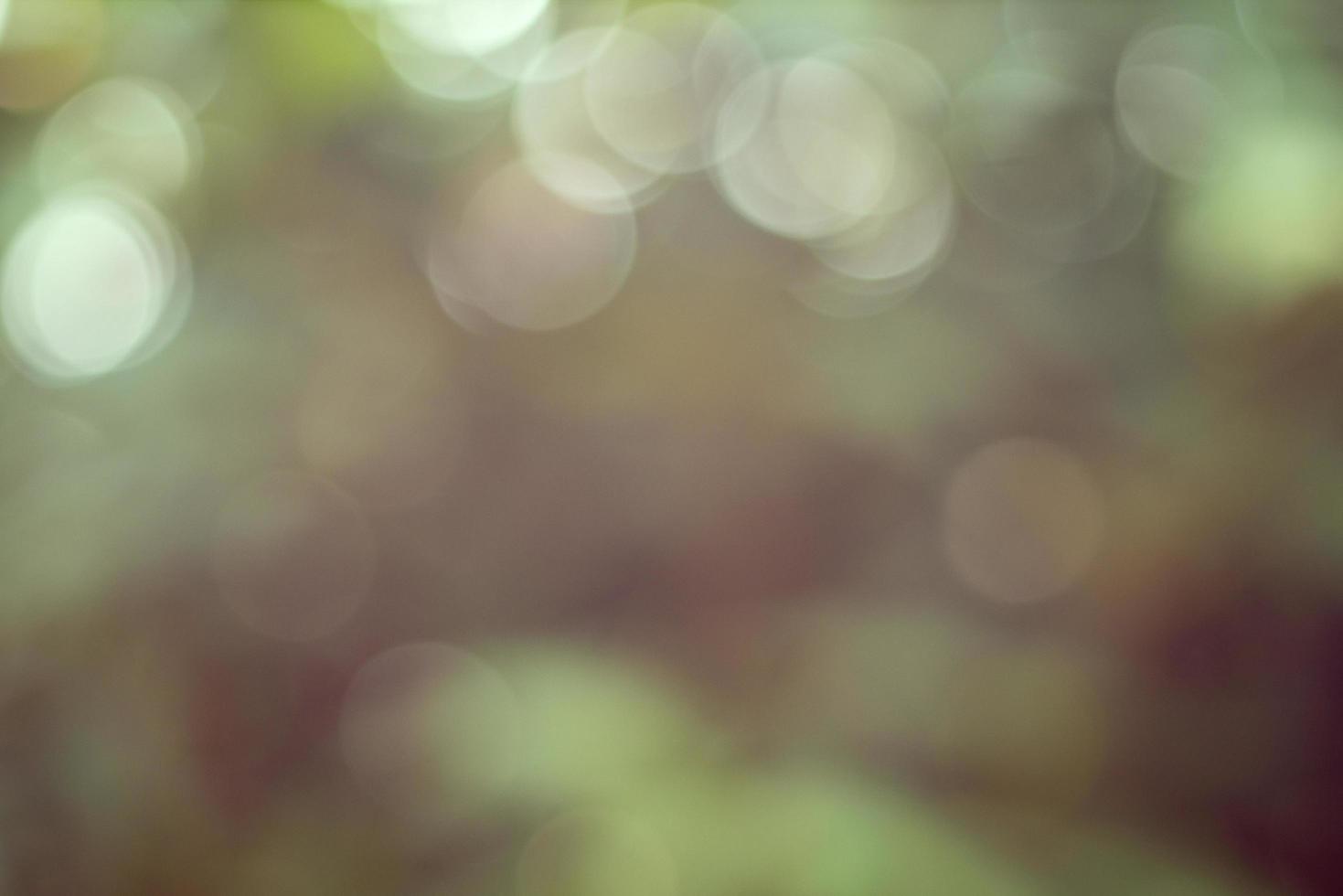Abstract blur with bokhe of light through the green trees photo