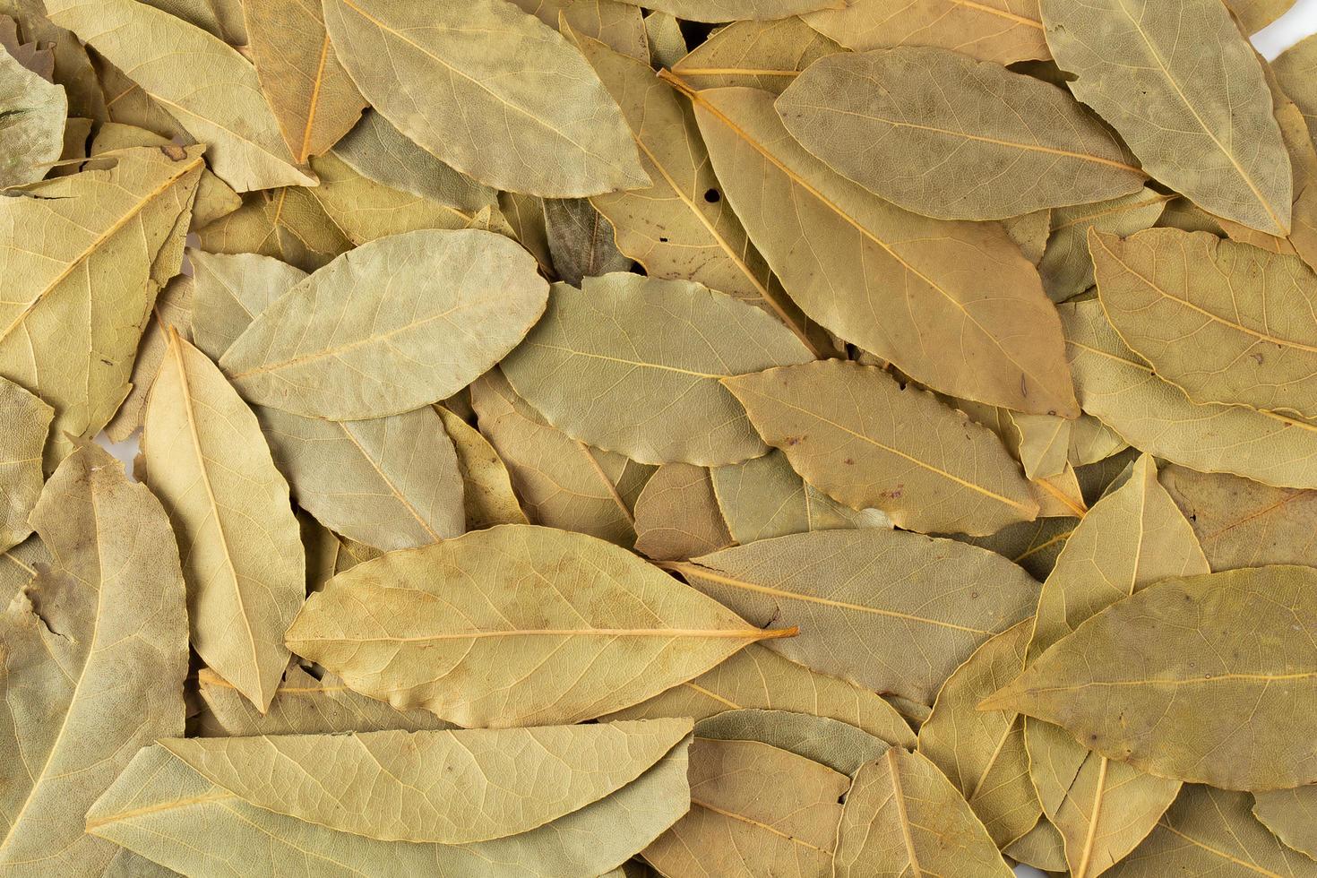 Hojas de laurel secas aisladas sobre fondo blanco. foto