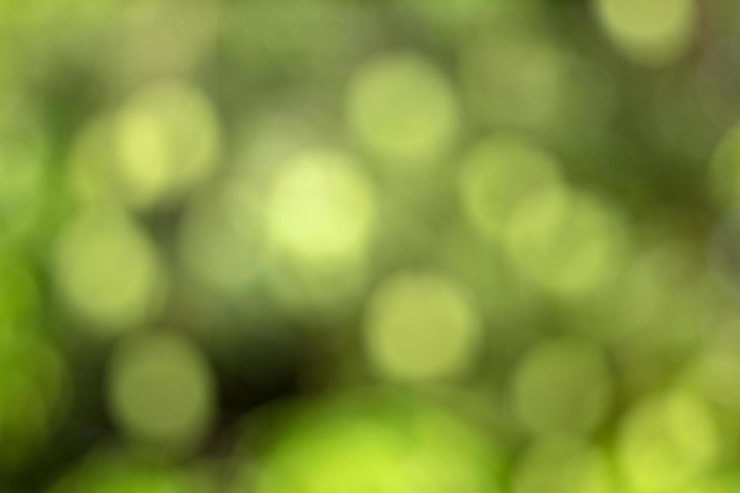 Abstract blur with bokhe of light through the green trees photo