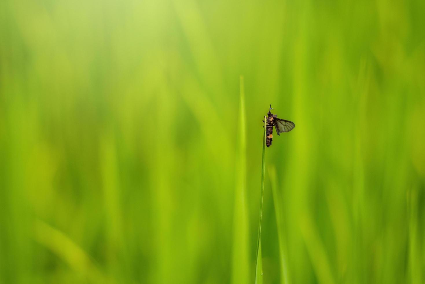 Beautiful abstract view of young paddy plants, View of paddy fields photo