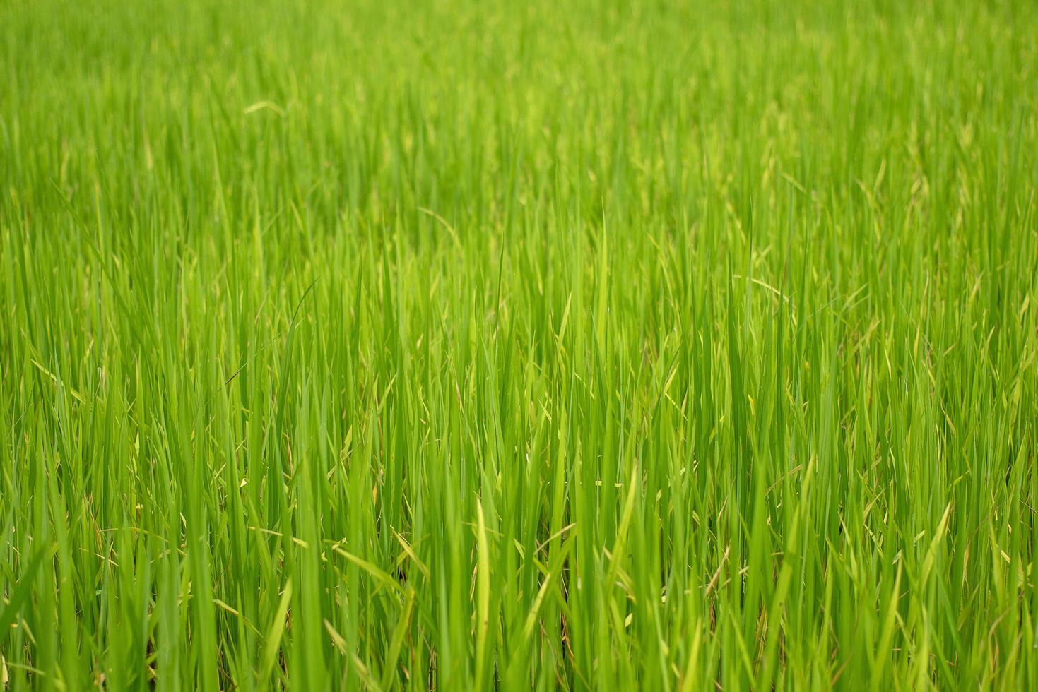 Hermosa vista abstracta de las plantas de arroz jóvenes, vista de los arrozales foto