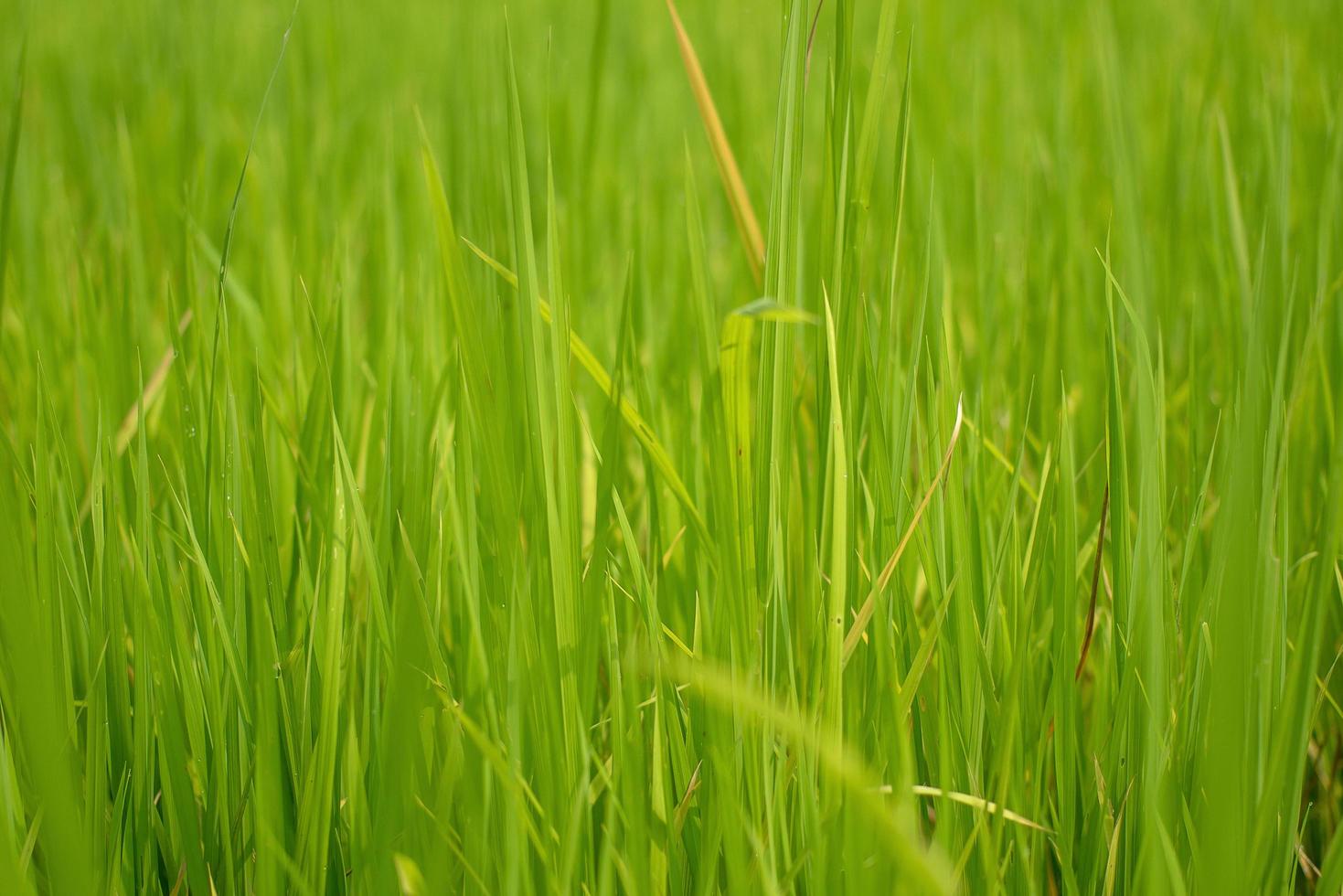 Hermosa vista abstracta de las plantas de arroz jóvenes, vista de los arrozales foto