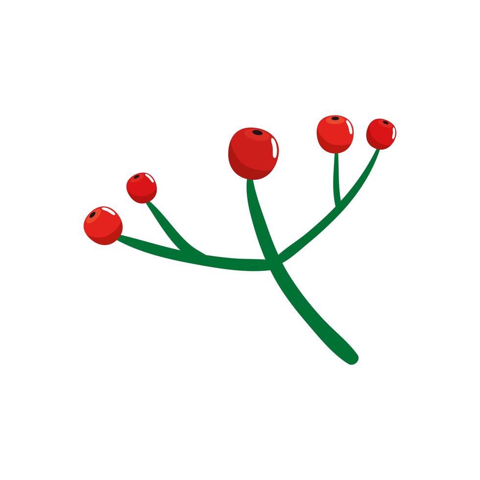 branch with holly fruits traditional christmas isolated icon vector