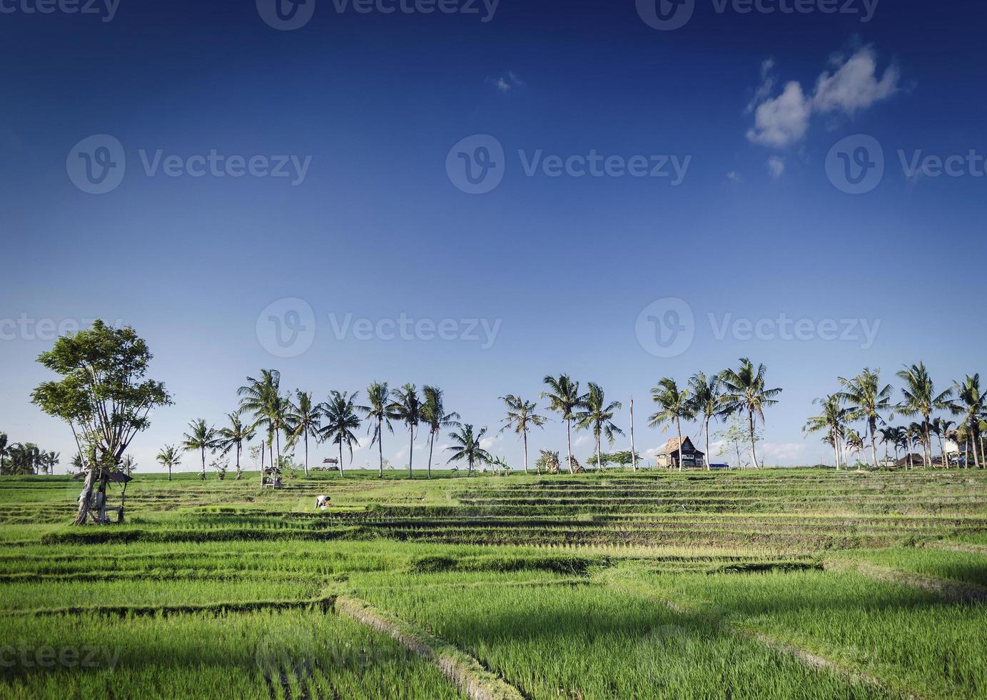 Los campos de arroz de la agricultura rural vista del paisaje cerca de Tabanan en el sur de Bali, Indonesia foto