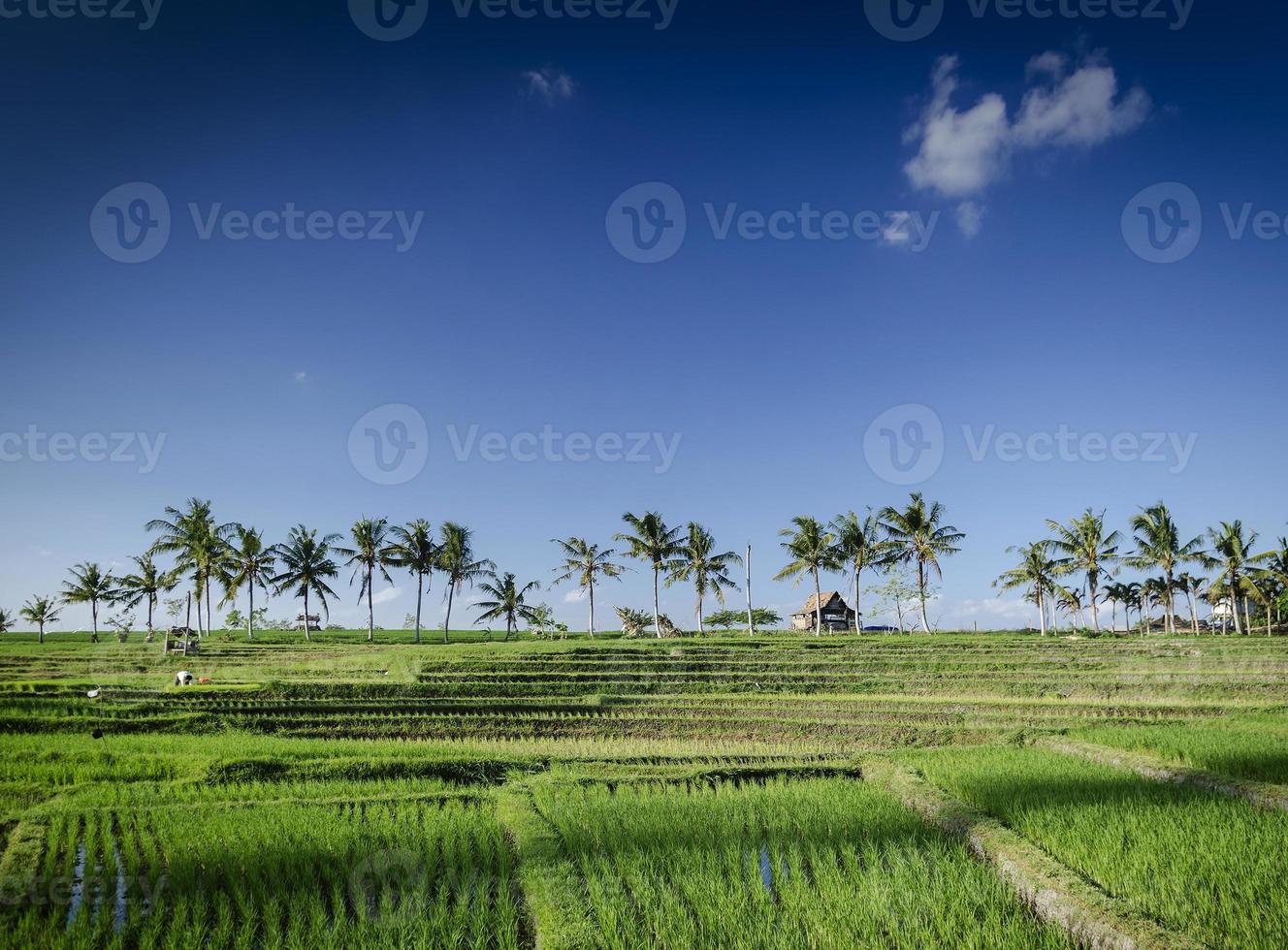 Rice paddy fields rural farming landscape view near Tabanan in south Bali Indonesia photo