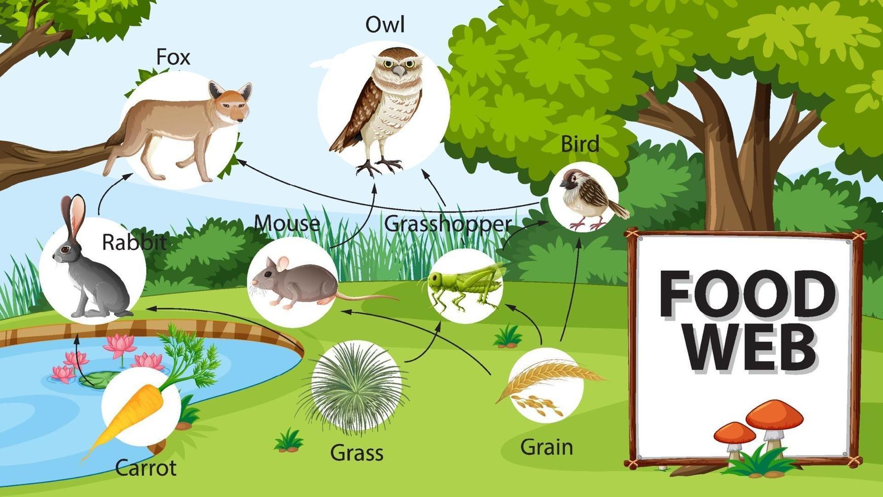 Food chain diagram concept on forest background vector