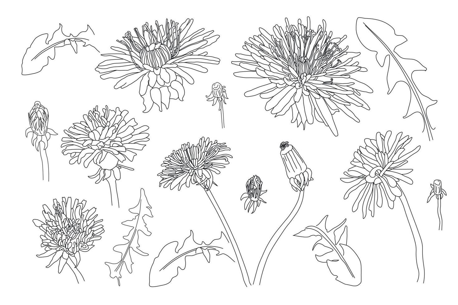 Sketch Floral Botany Collection. dandelion flower drawings. vector