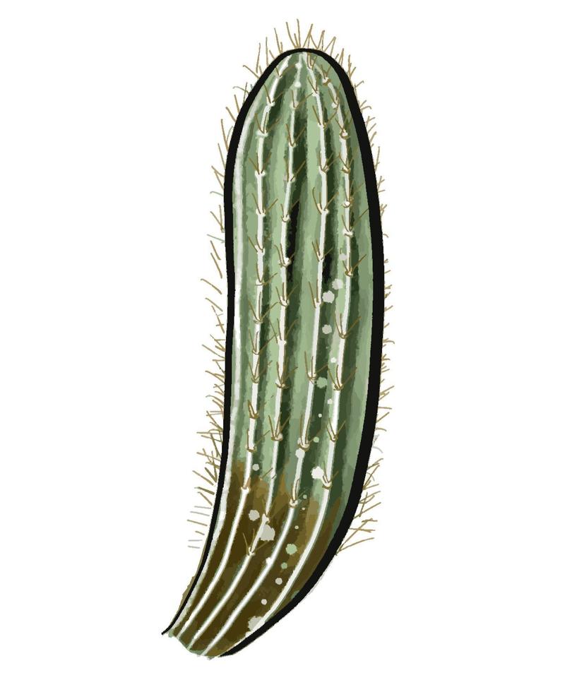 cactus en un estilo acuarela aislado sobre fondo blanco. vector