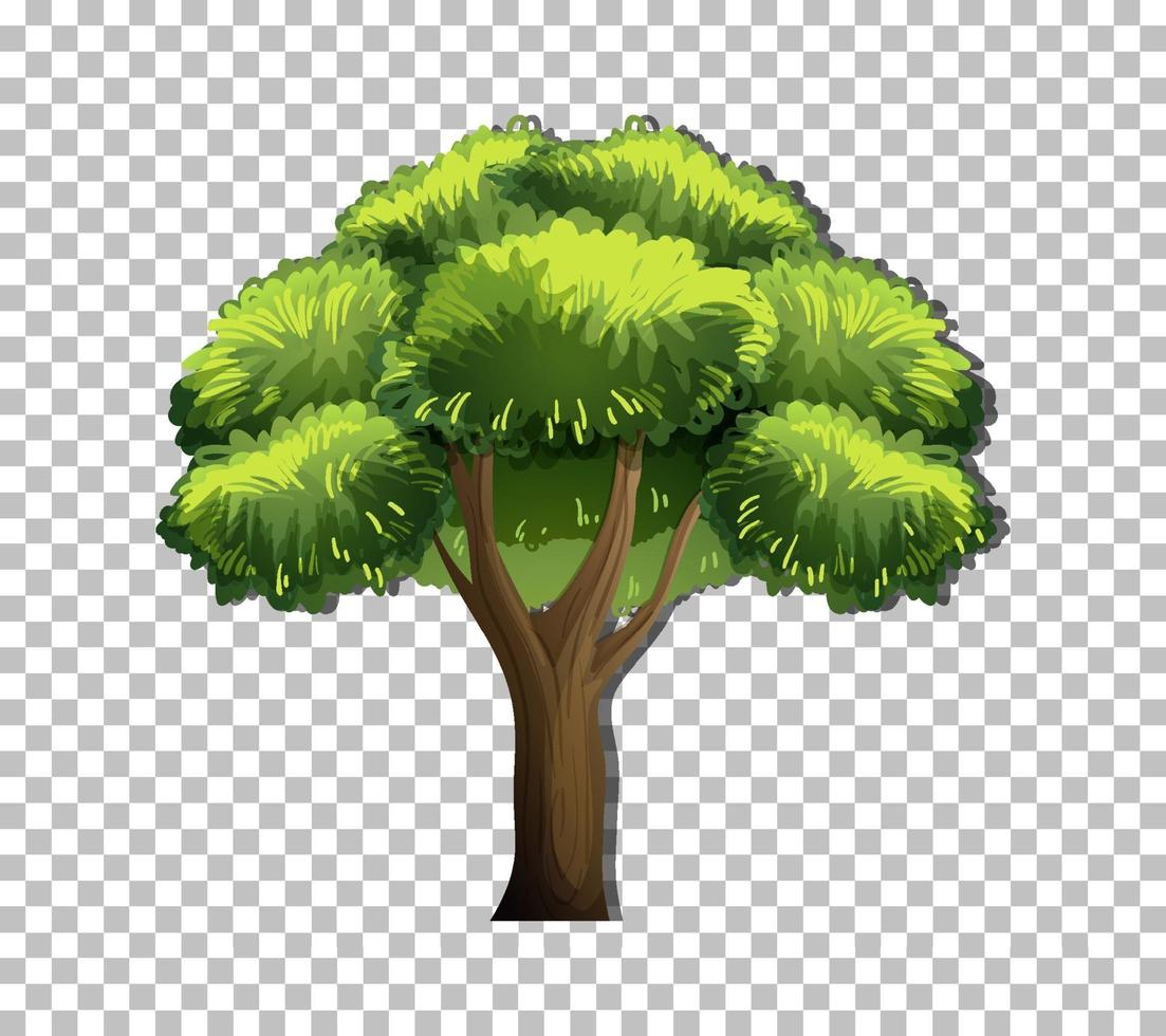 A tree isolated vector