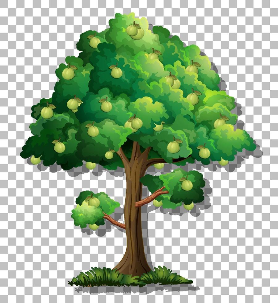 Guava tree isolated vector