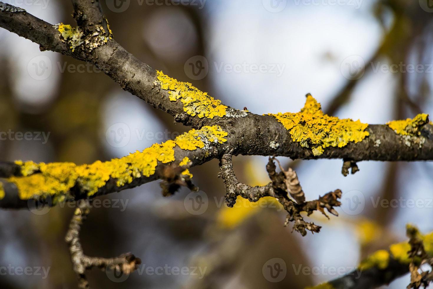 liquen en la rama de un árbol de cerca foto