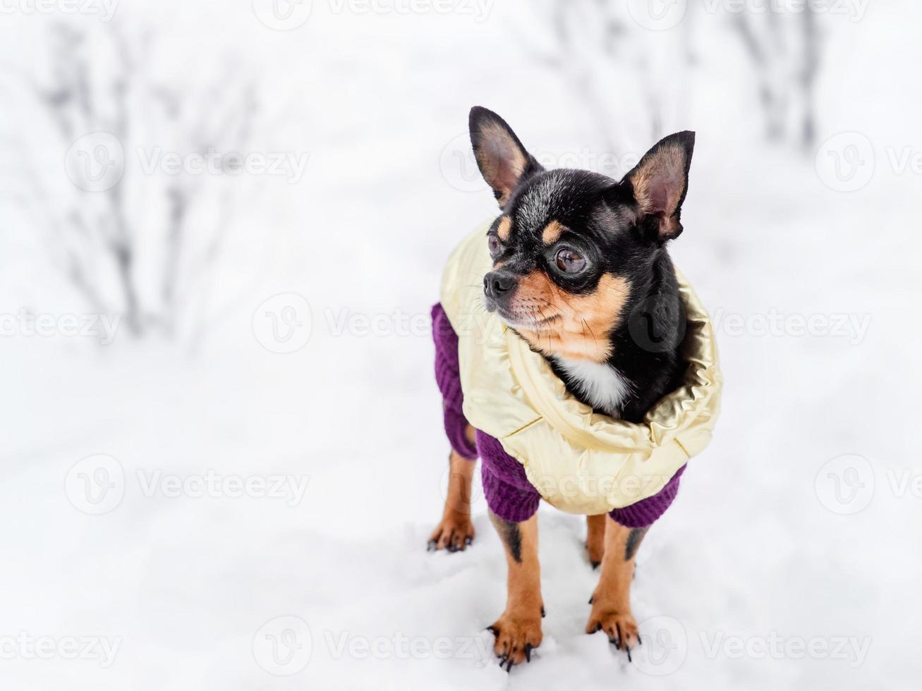 Chihuahua in winter clothes on a background of snow. photo