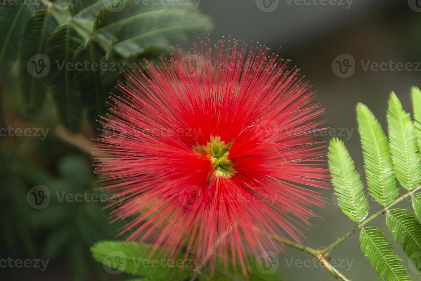 calliandra harrisii es una especie de plantas con flores foto