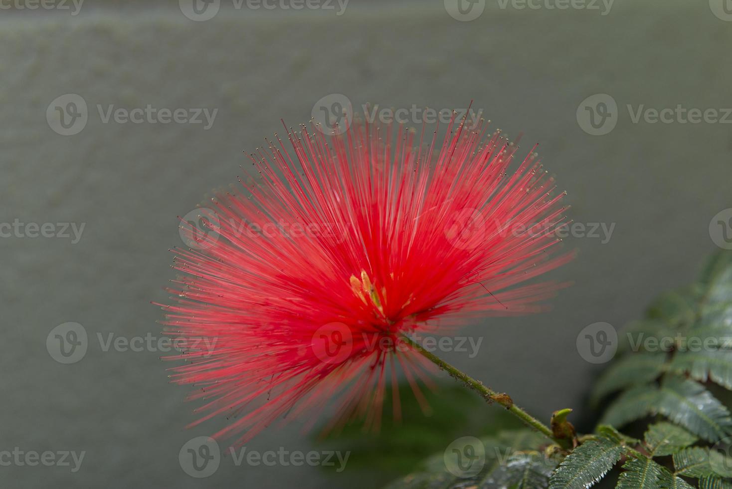 calliandra harrisii es una especie de plantas con flores foto