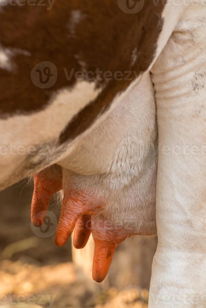 Close up of holstein cow big udder photo