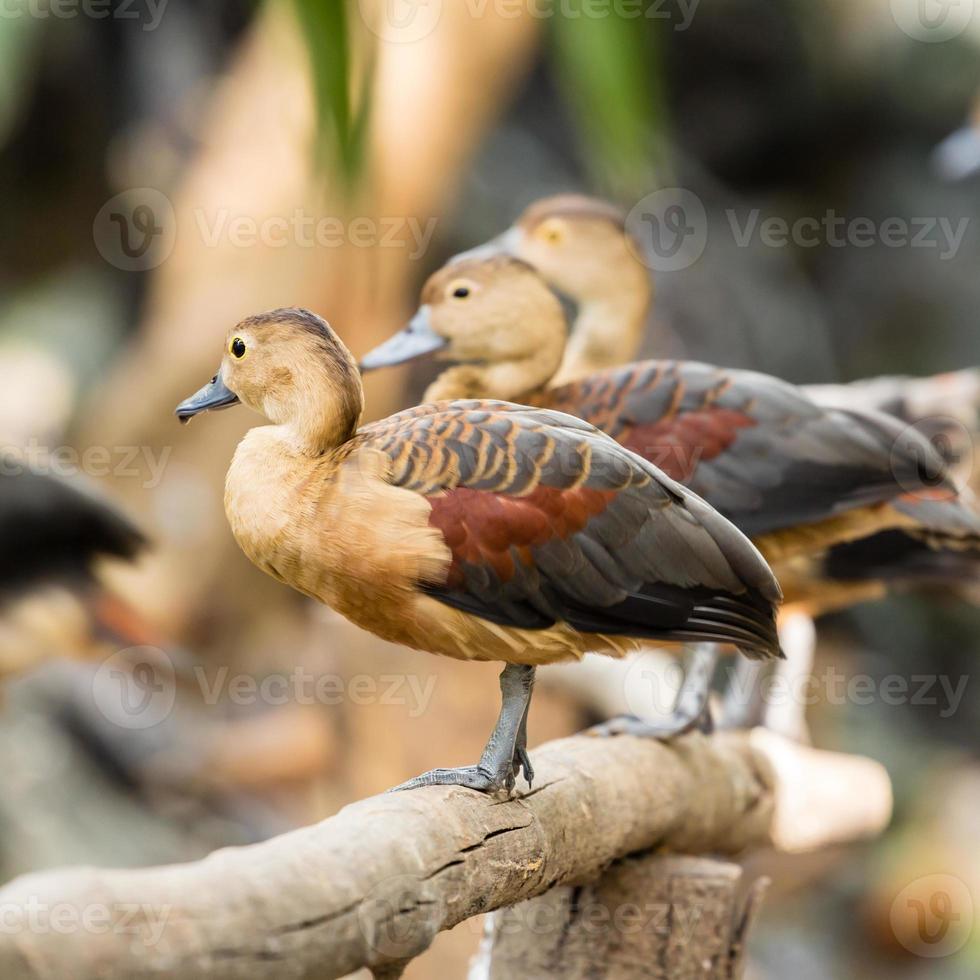 Teal on wood photo