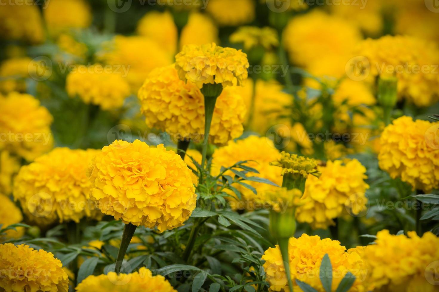Yellow marigold flowers photo