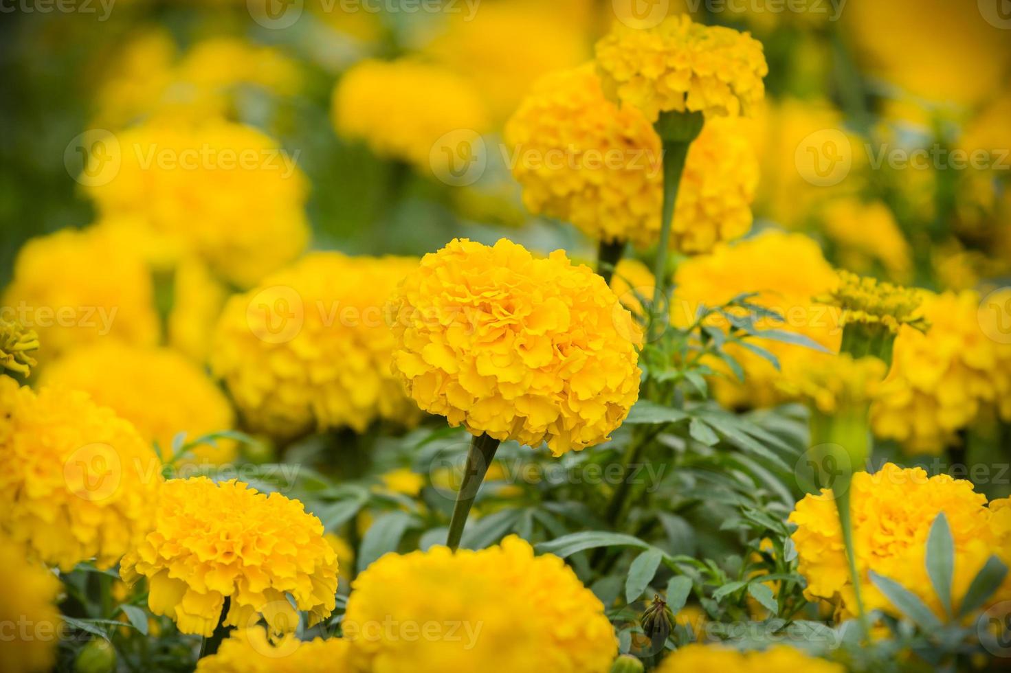 flores de caléndula amarilla foto