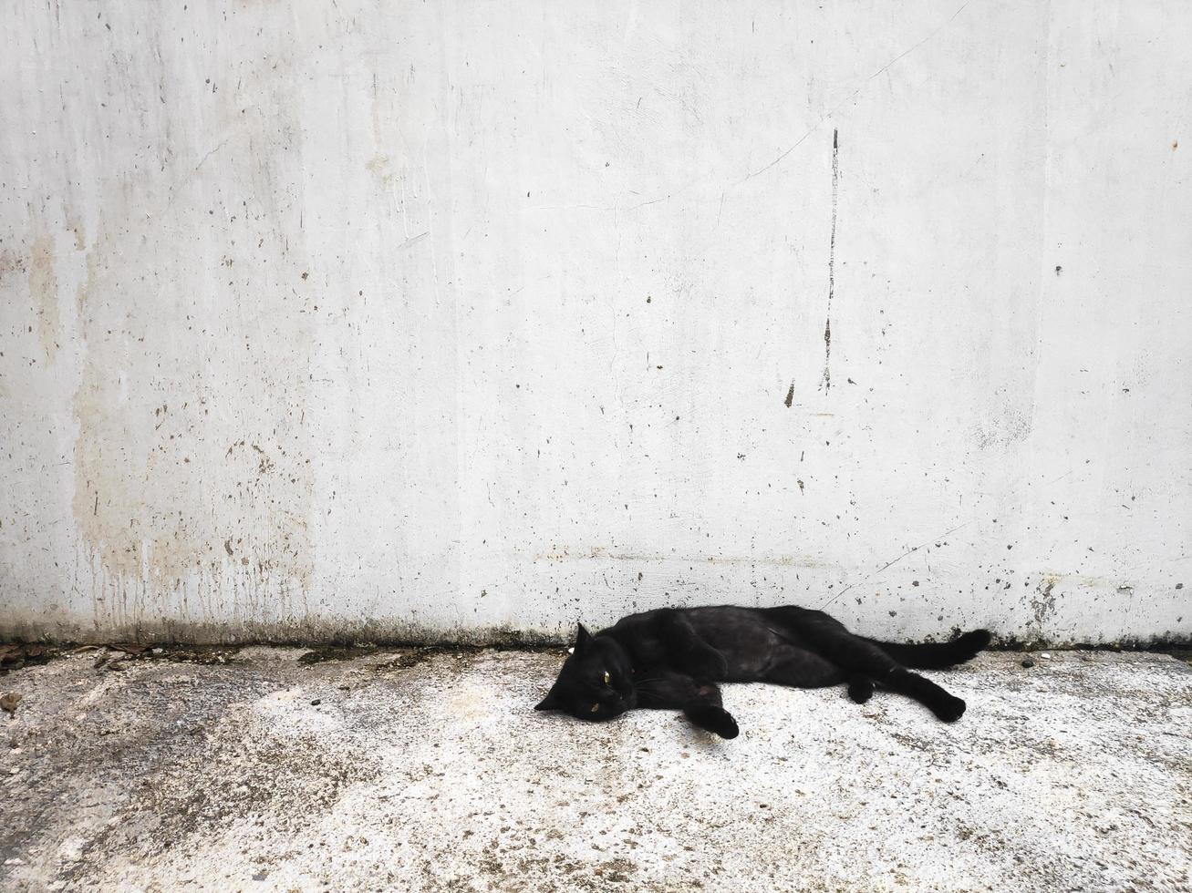 Black cat on white wall background photo