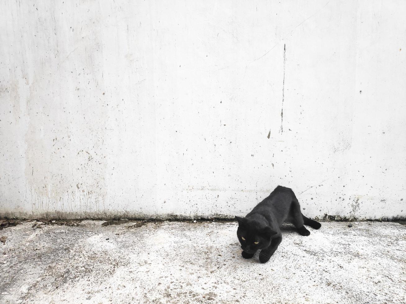 Black cat on white wall background photo