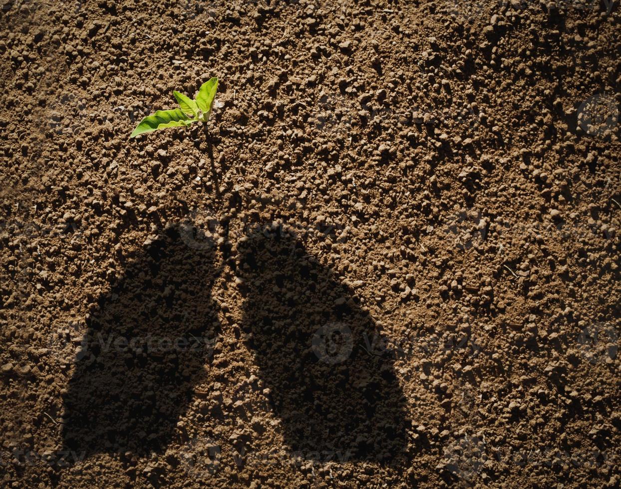 concepto de plantación de árboles foto