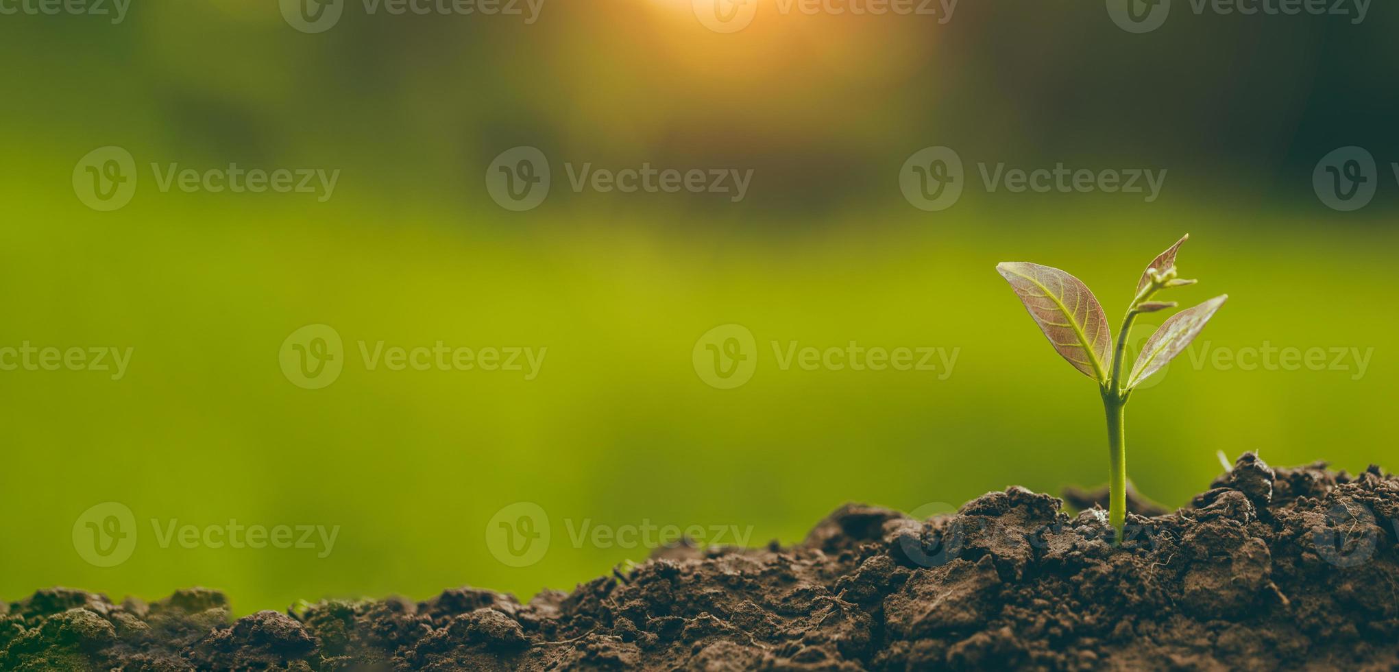 Planting trees to grow in the soil photo