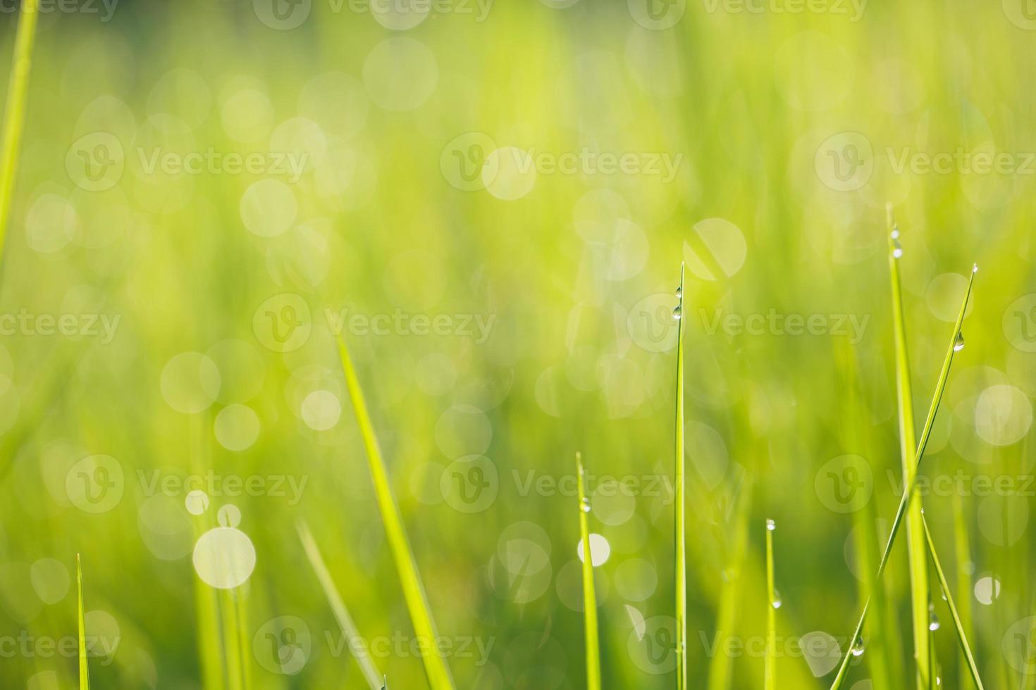 Dew on grass greenery background photo