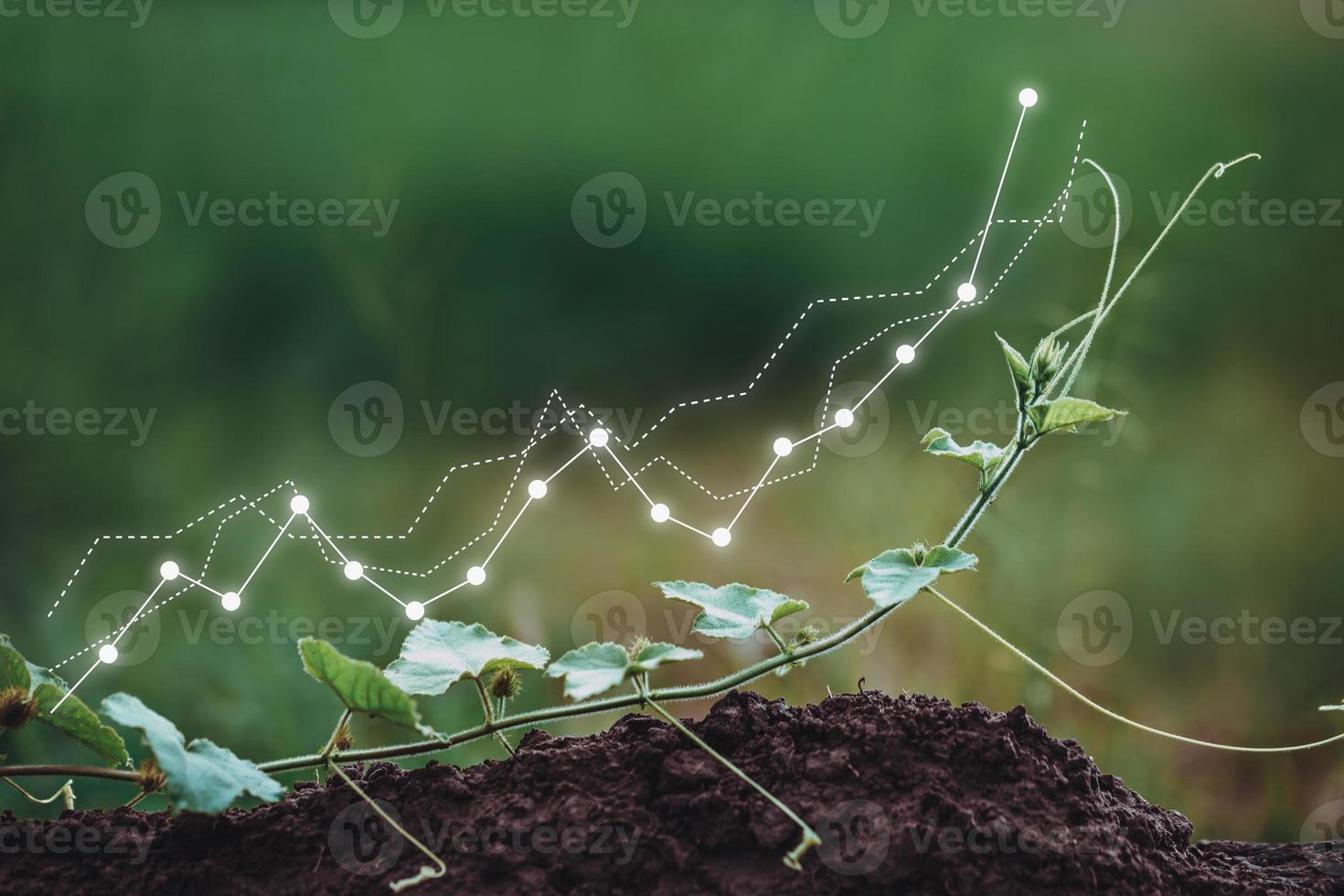 Growth graph of business photo