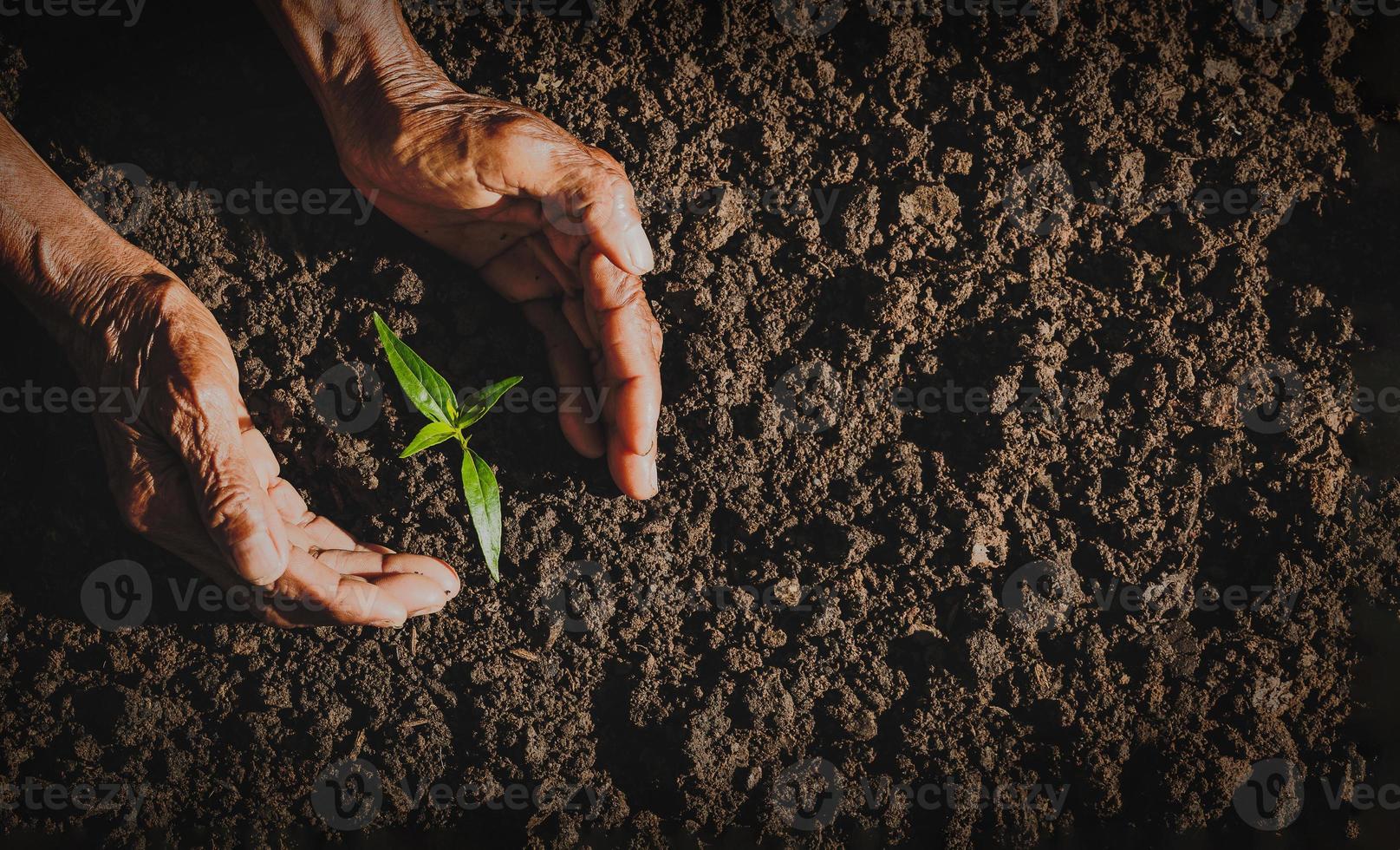 The concept of old people planting new things for the next generation. photo