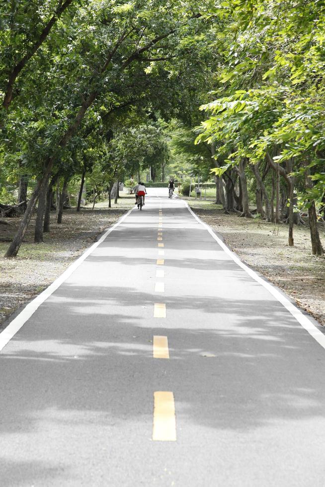 Country road running through tree alley photo