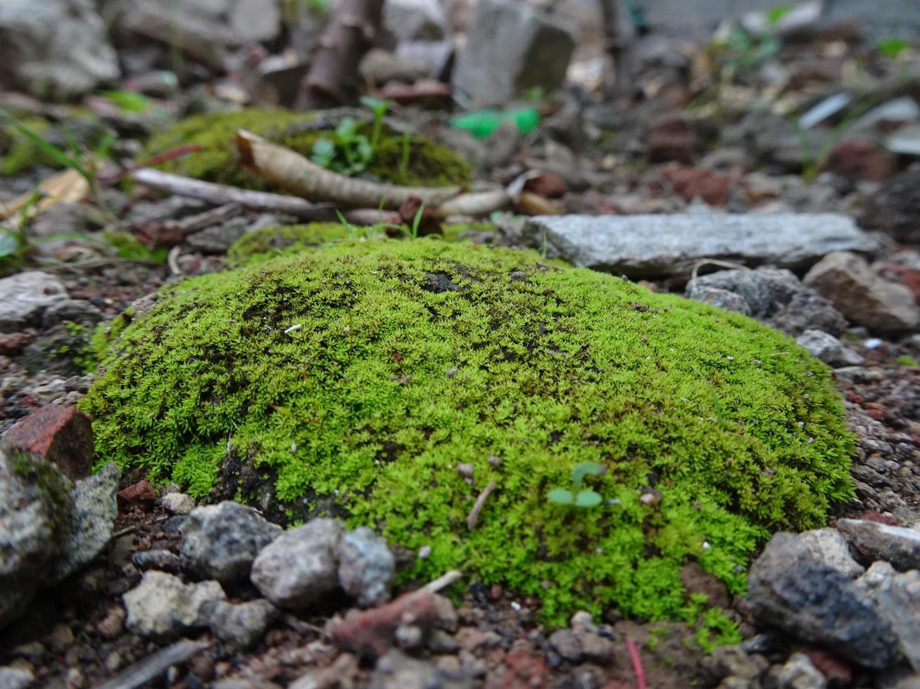 Beautiful green moss on the floor, macro photo