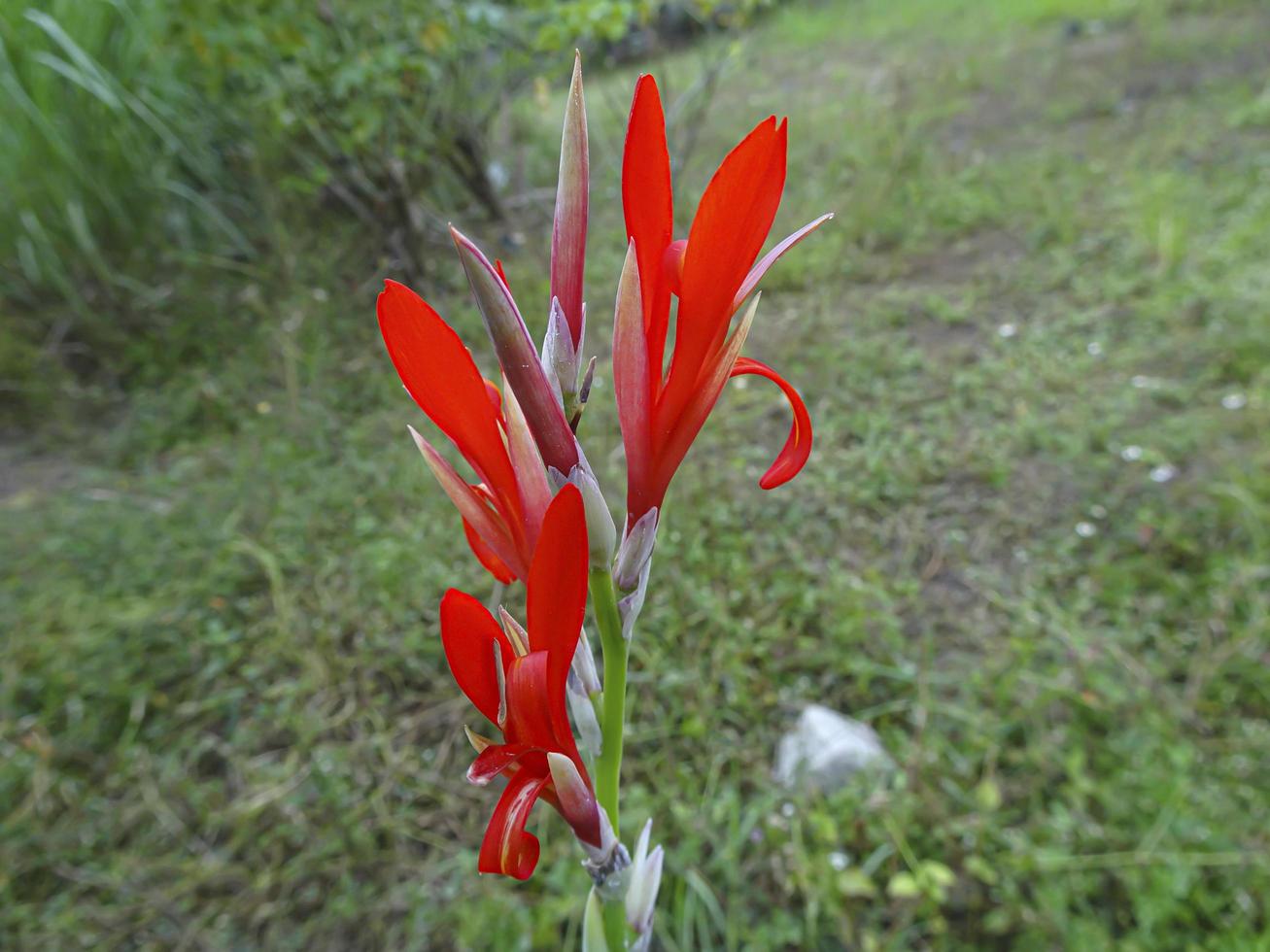 Hermoso lirio de canna rojo en el jardín foto