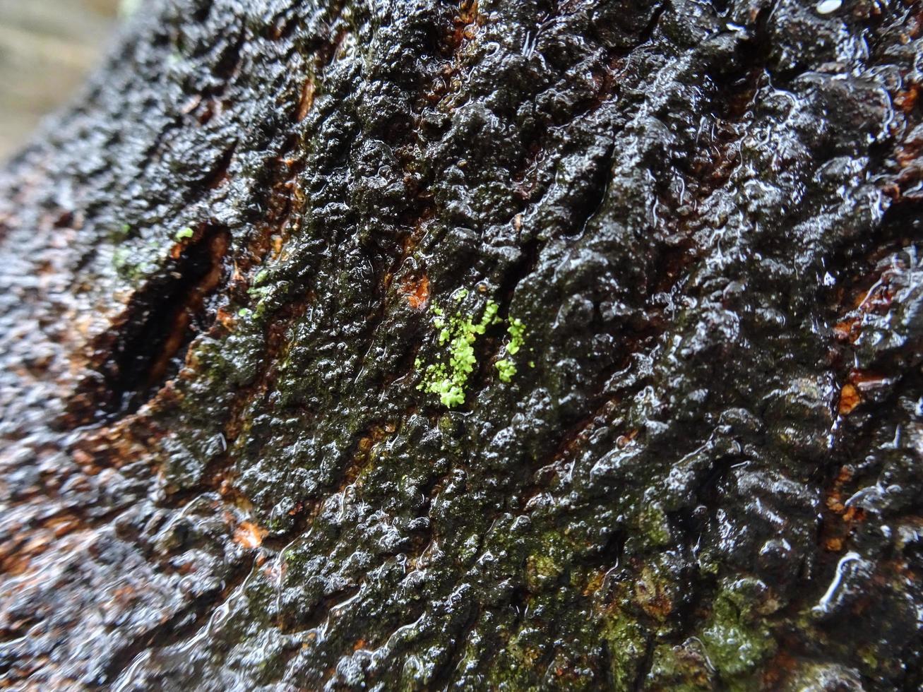 Texture of tree bark exposed to rainwater photo