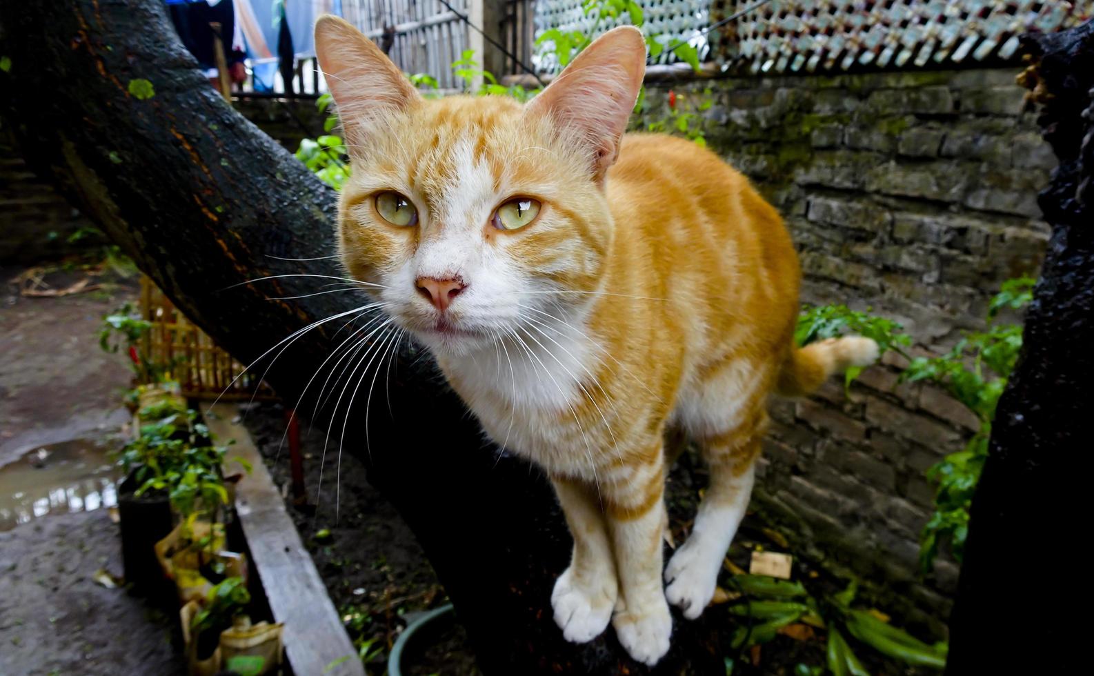 gato naranja en el tronco de un árbol foto