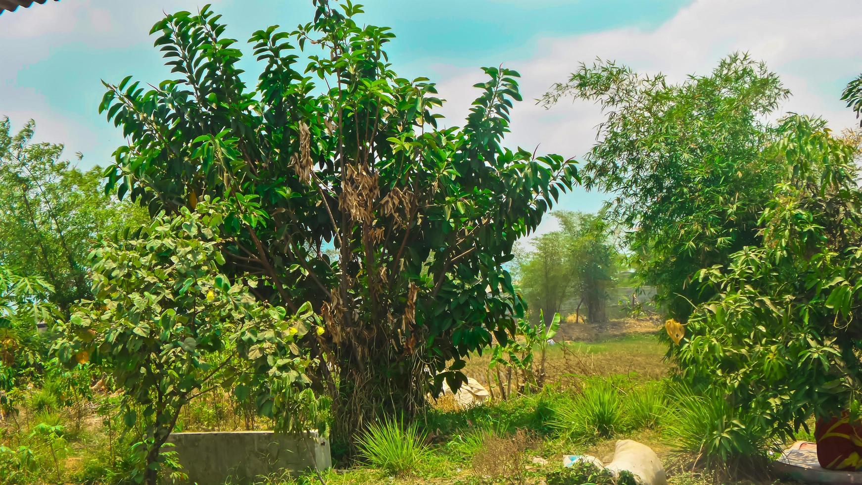 Trees in the bright spring forest photo