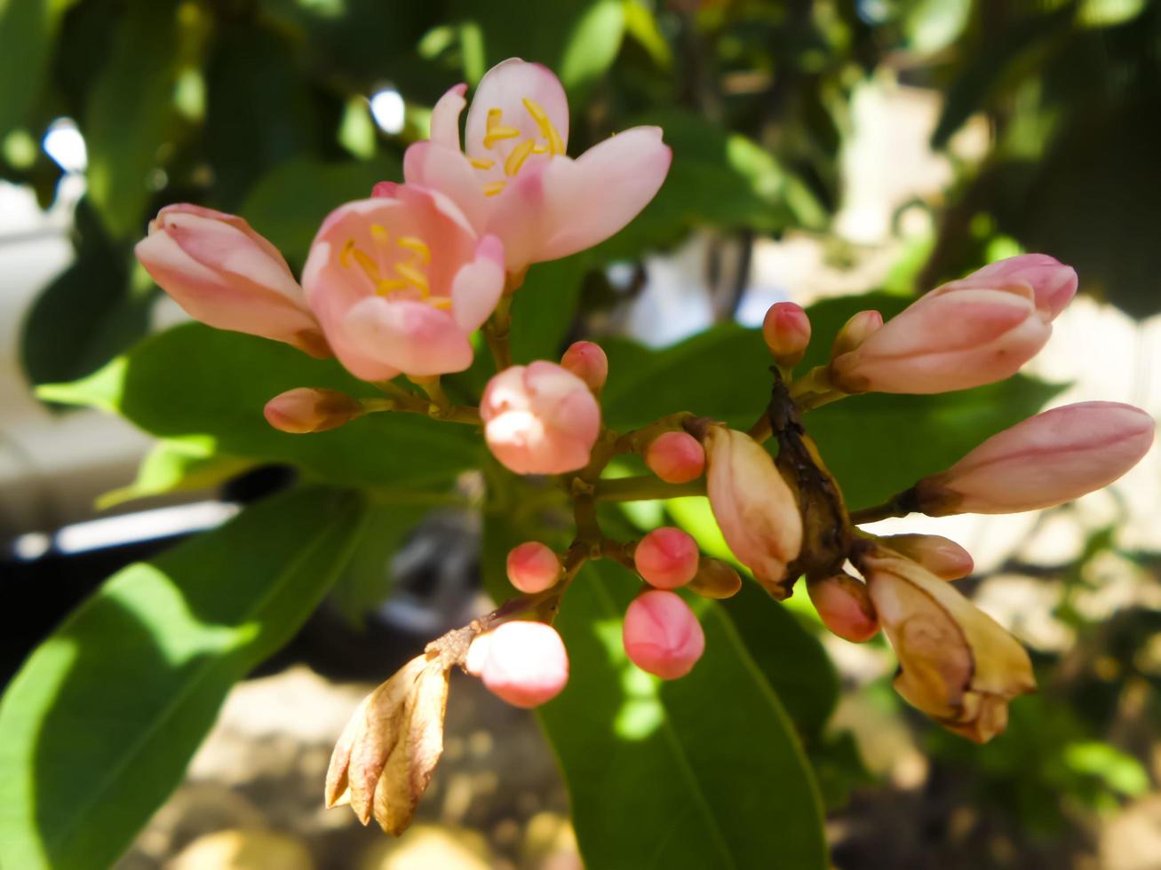 Red Buckeye flower is blooming photo