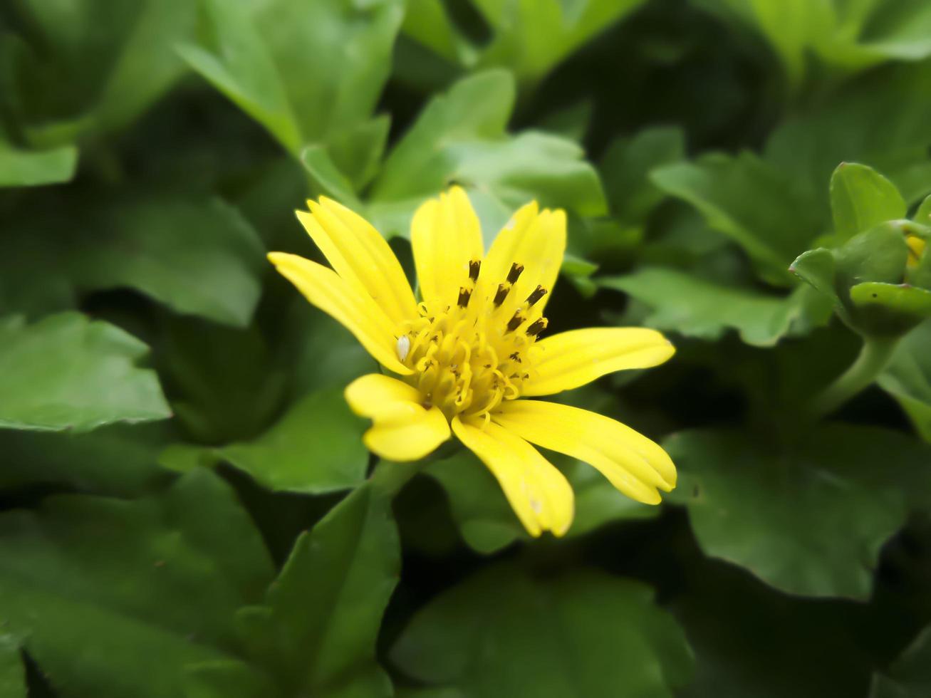 flor amarilla con fondo borroso foto