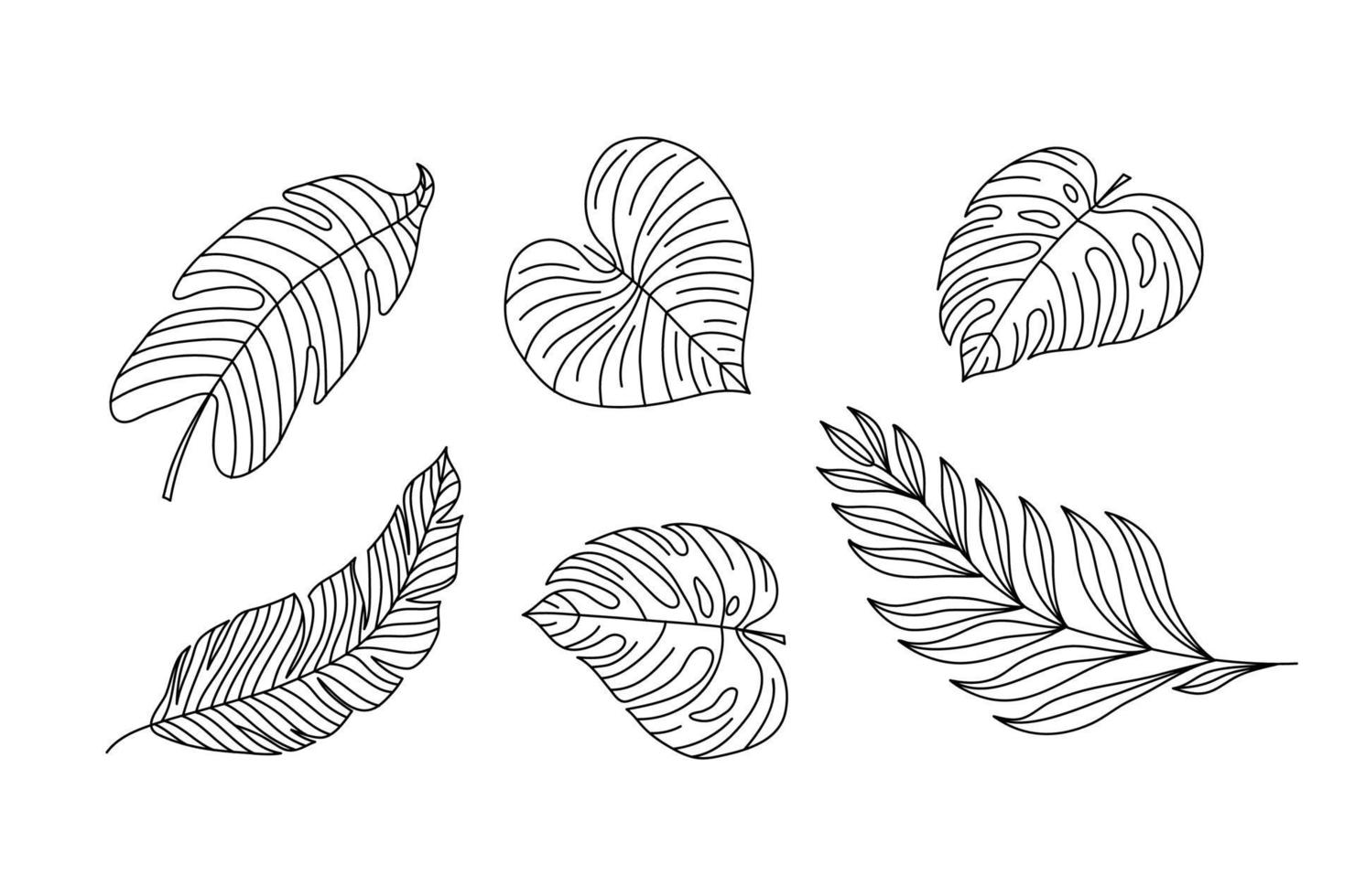 Monoline vector drawing exotic tropical leaf monstera plant