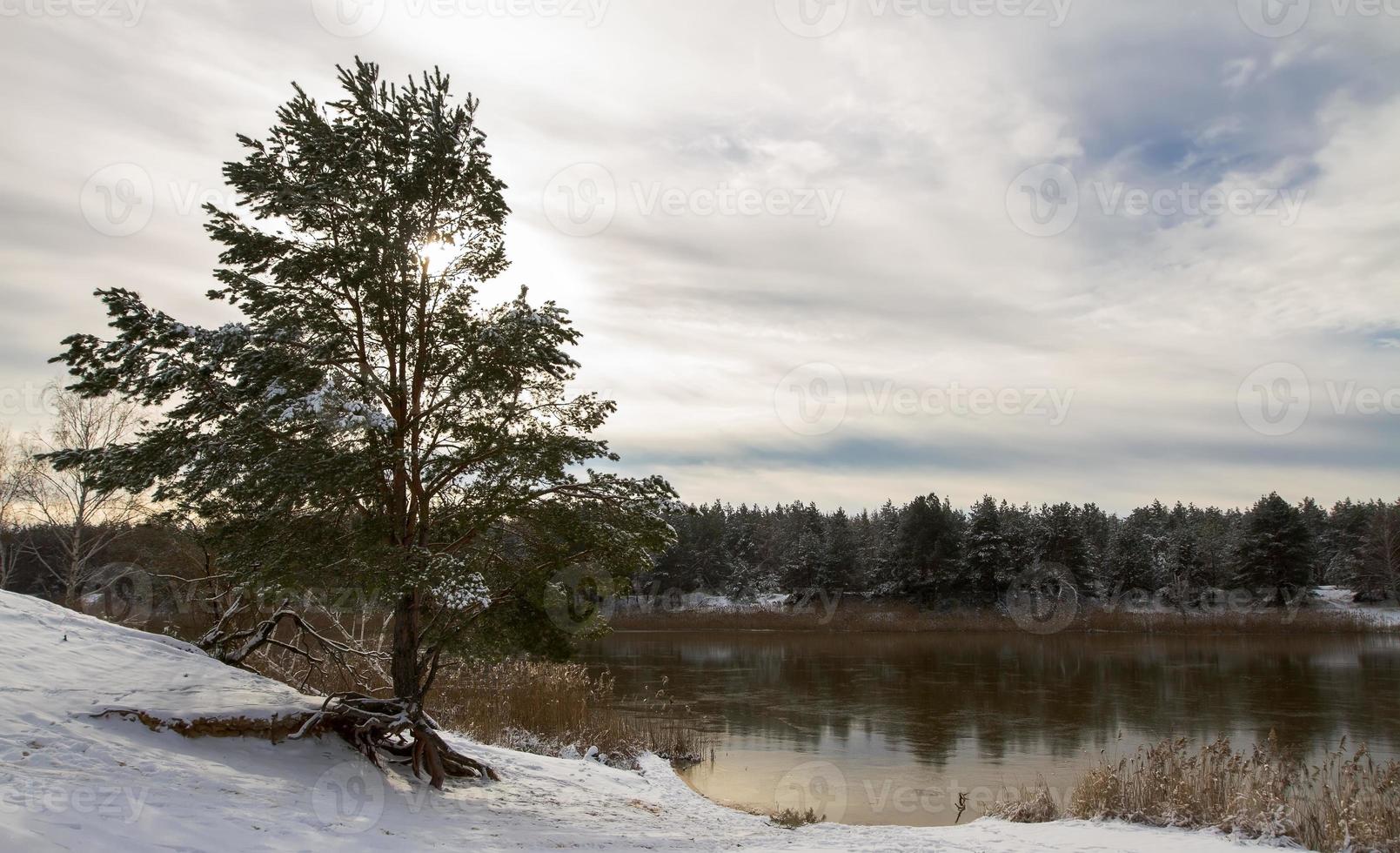 Landscape, big spruce under snow on a snowy shore near the river photo