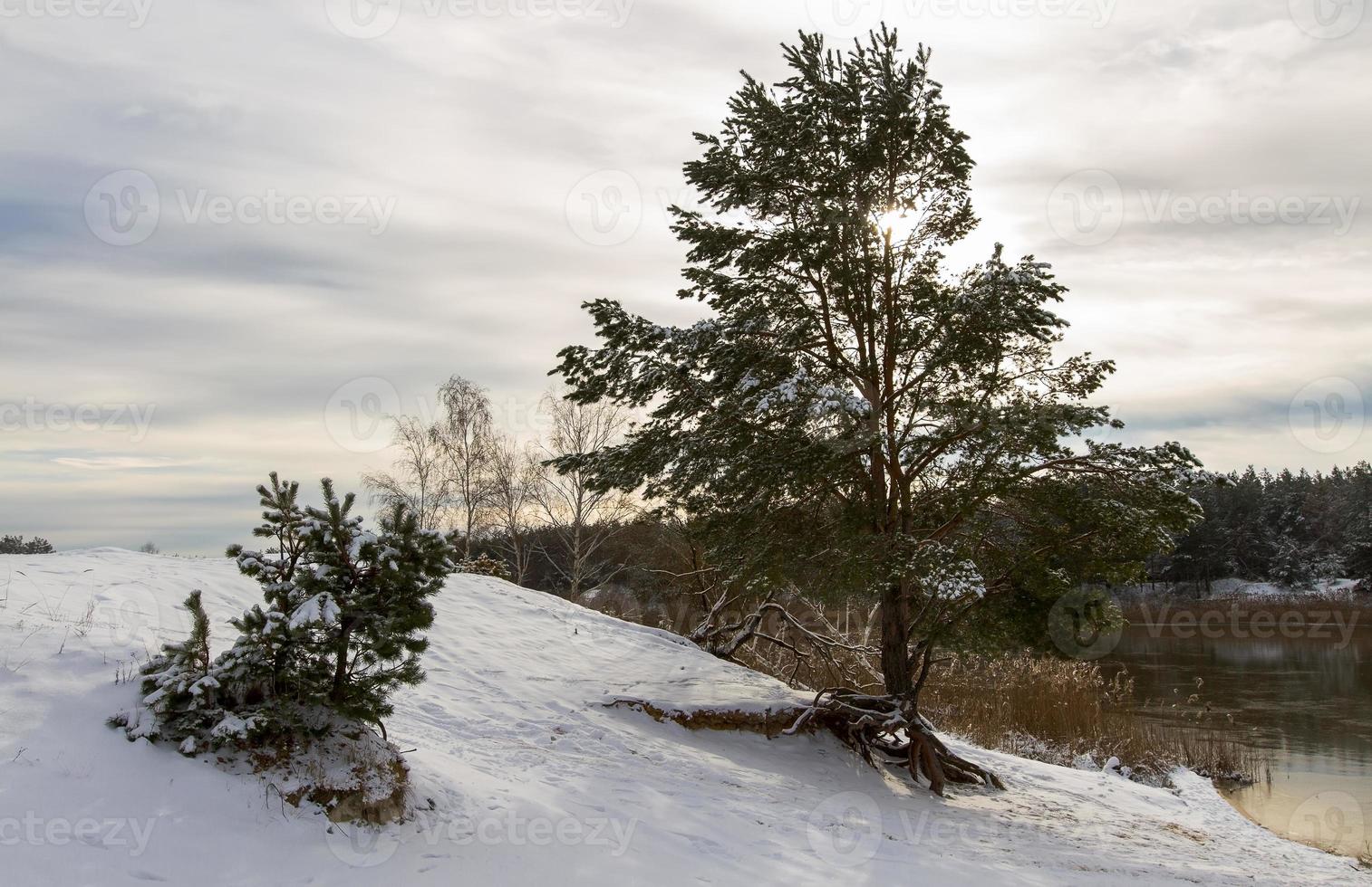 Landscape, big and small spruce on a snowy shore near the river photo