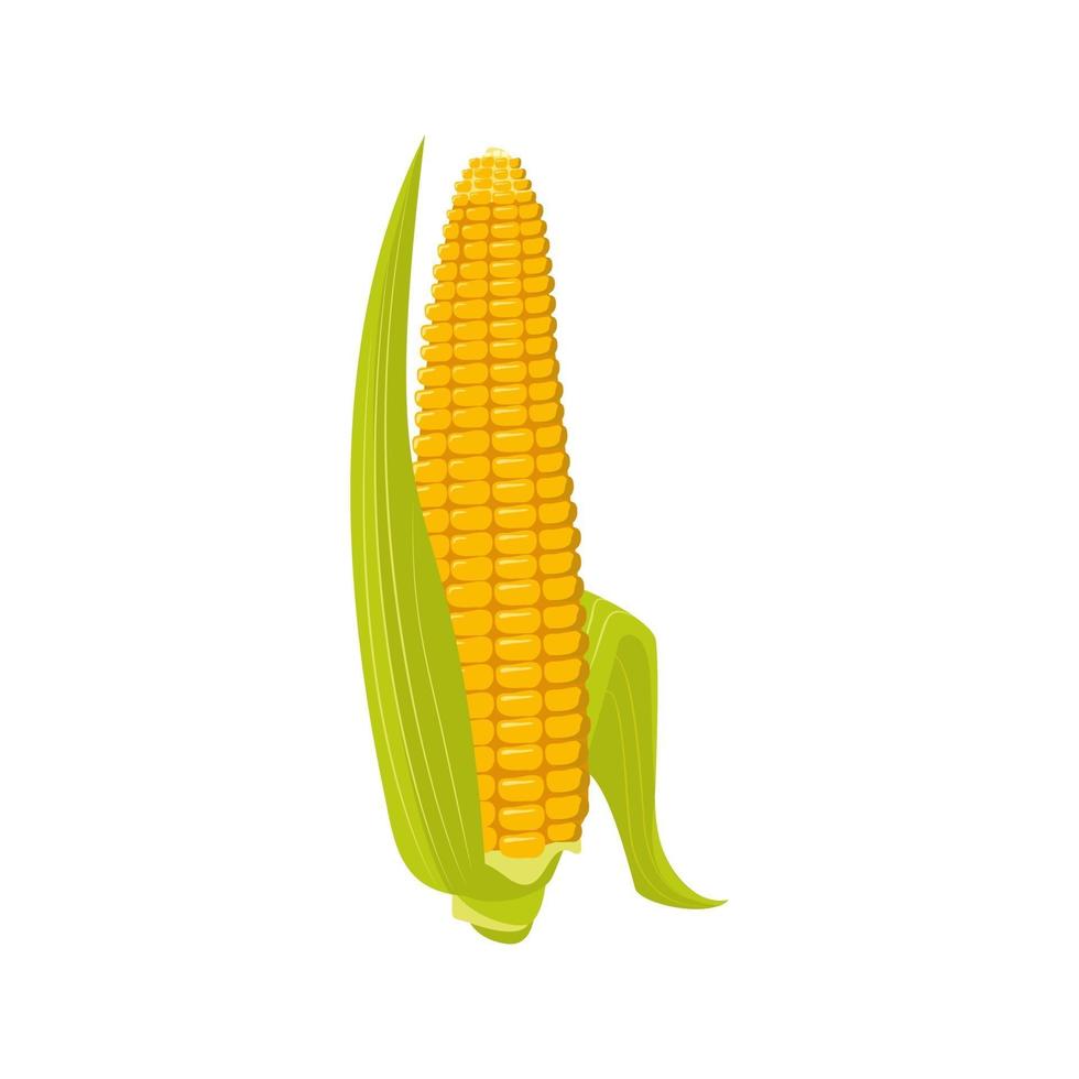 Corn on the cob with leaves and grains. Summer and autumn harvest vector