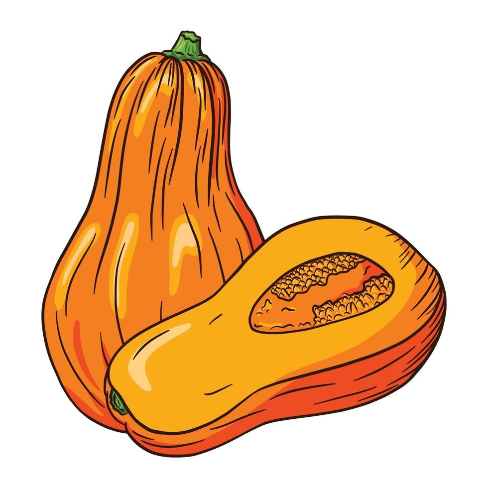 ilustración de calabaza madura vector