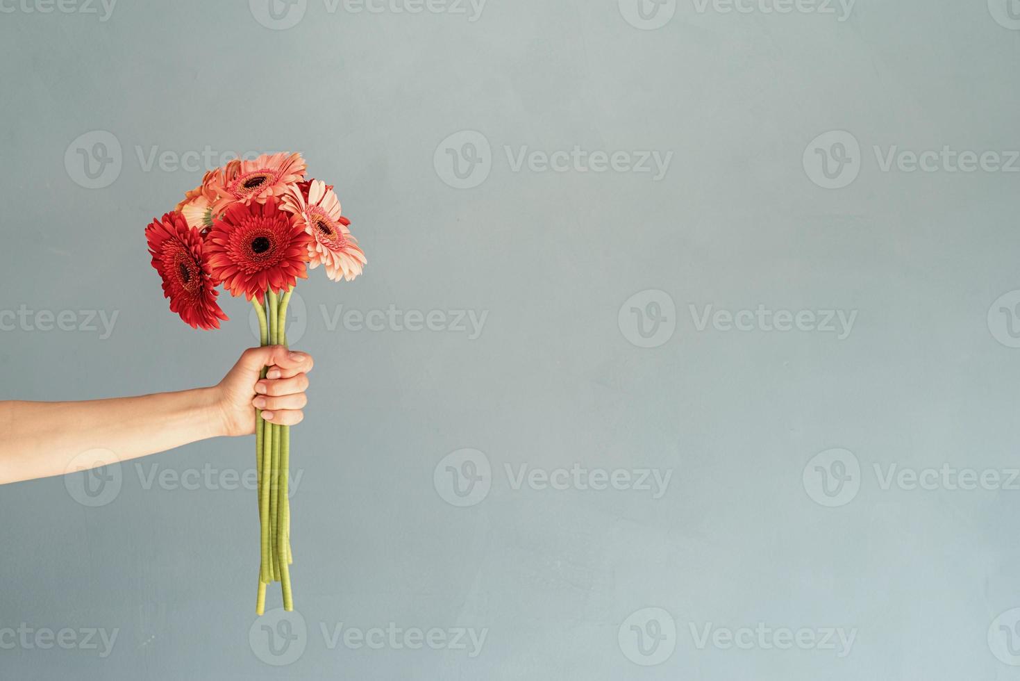 Bright gerbera daisies in woman hand on blue wall background photo