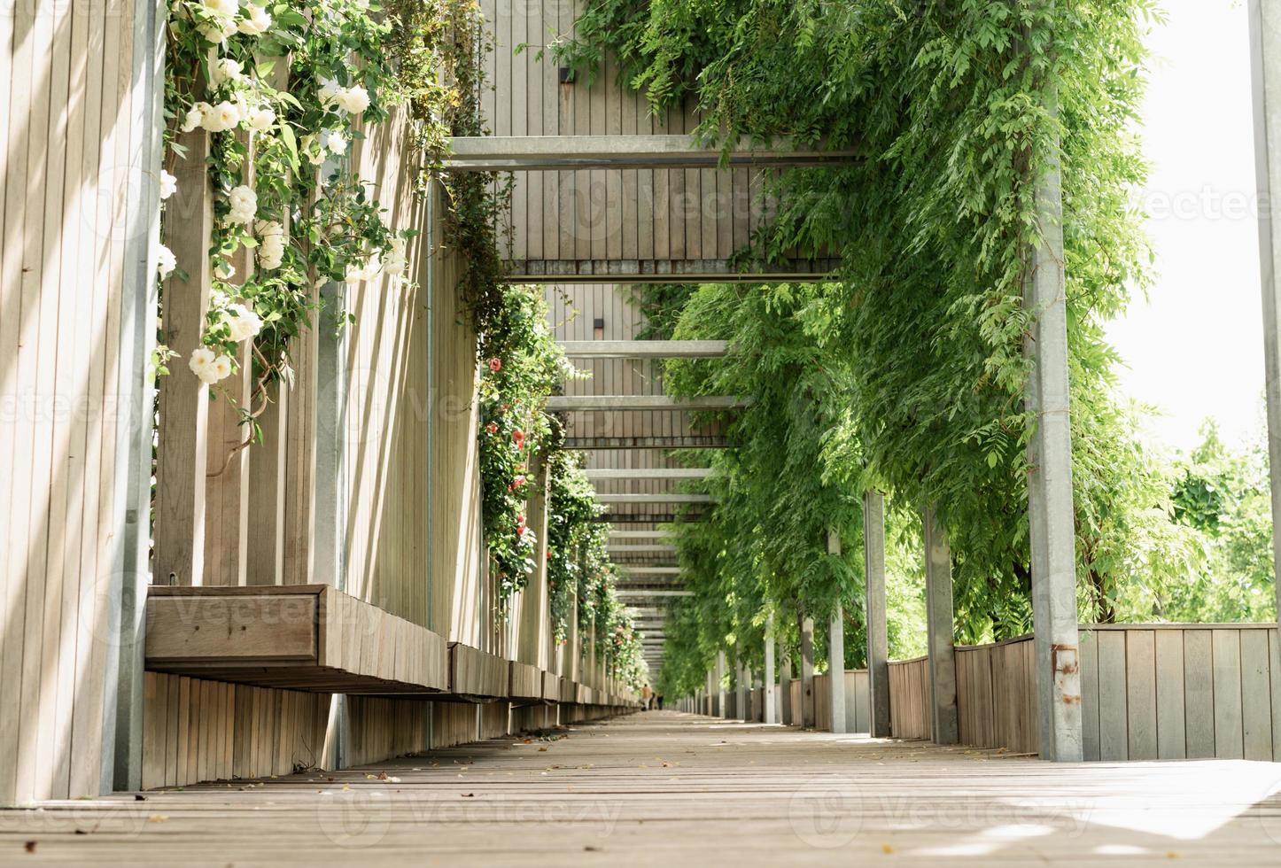 callejón del parque verde, bancos de madera y paredes con rosas blancas foto