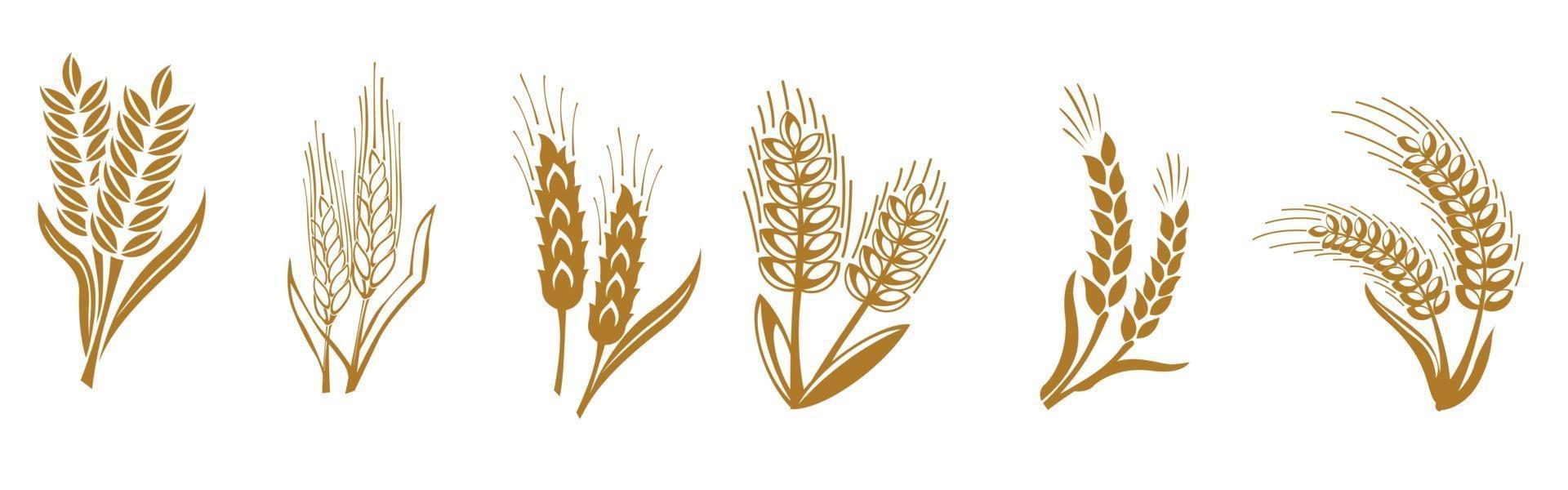 Ears of wheat, barley or rye icon. Bread, bakery symbol vector