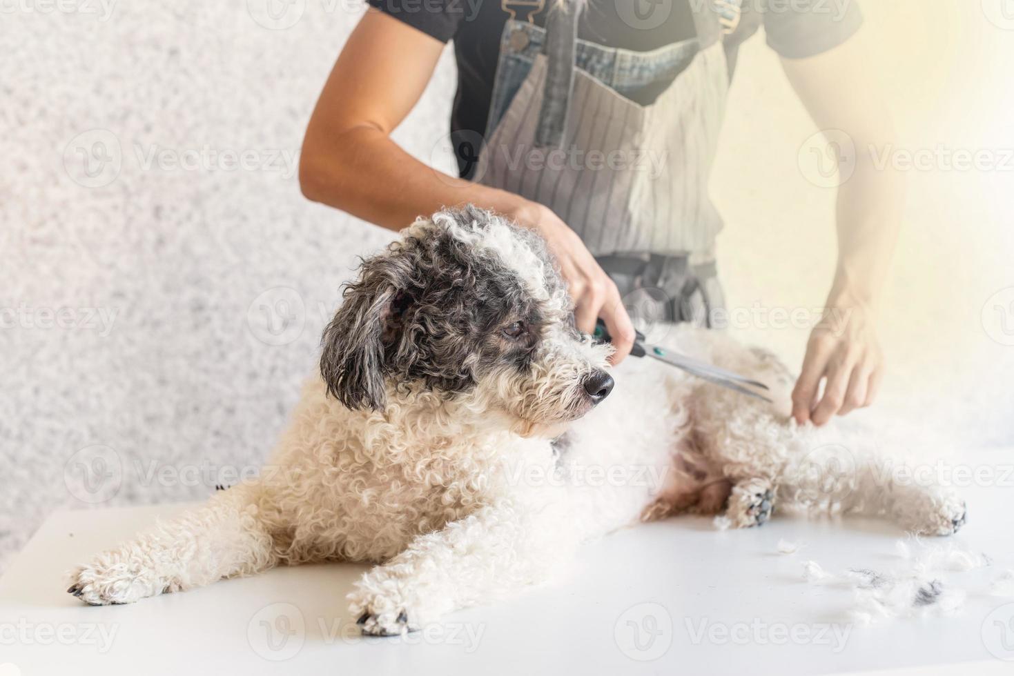 mujer, en, delantal, mujer, preparación, un, perro, en casa foto