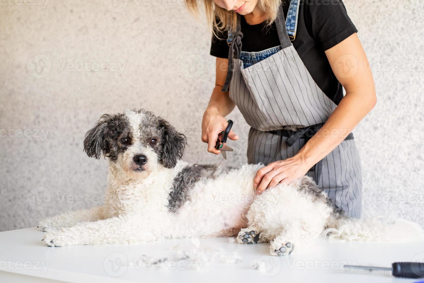 Blonde woman grooming a dog at home photo